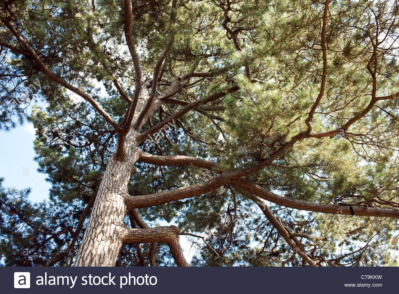 European Black Pine Tree Stock Photos & European Black Pine Tree Stock