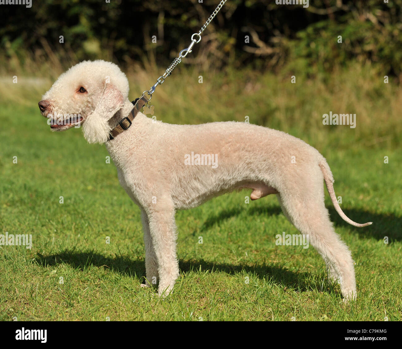 Poodle terrier hires stock photography and images Alamy