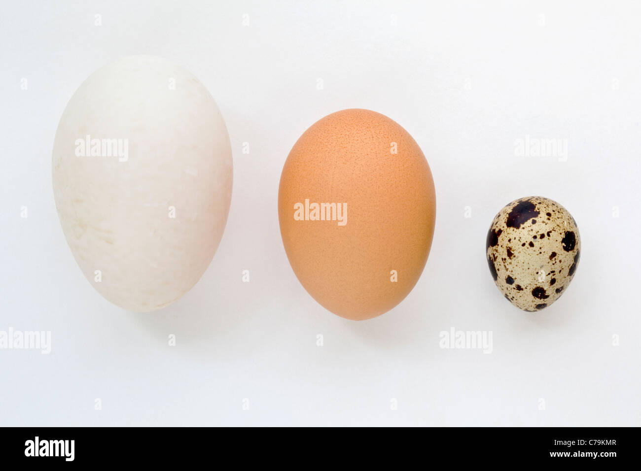 A duck egg, a chicken egg and a quail egg showing the relative sizes against a white background