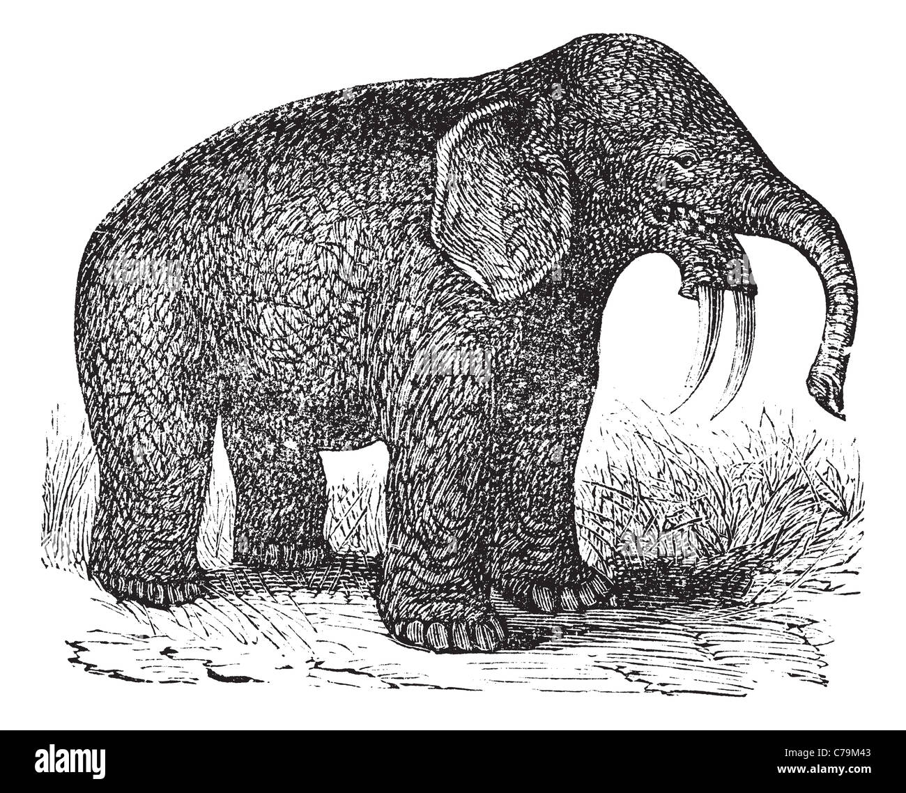 The hoe tusker, or Deinotherium (terrible beast),was a prehistoric  relative of Elephants with strange downward-curving tusks from its lower  jaws Stock Photo - Alamy