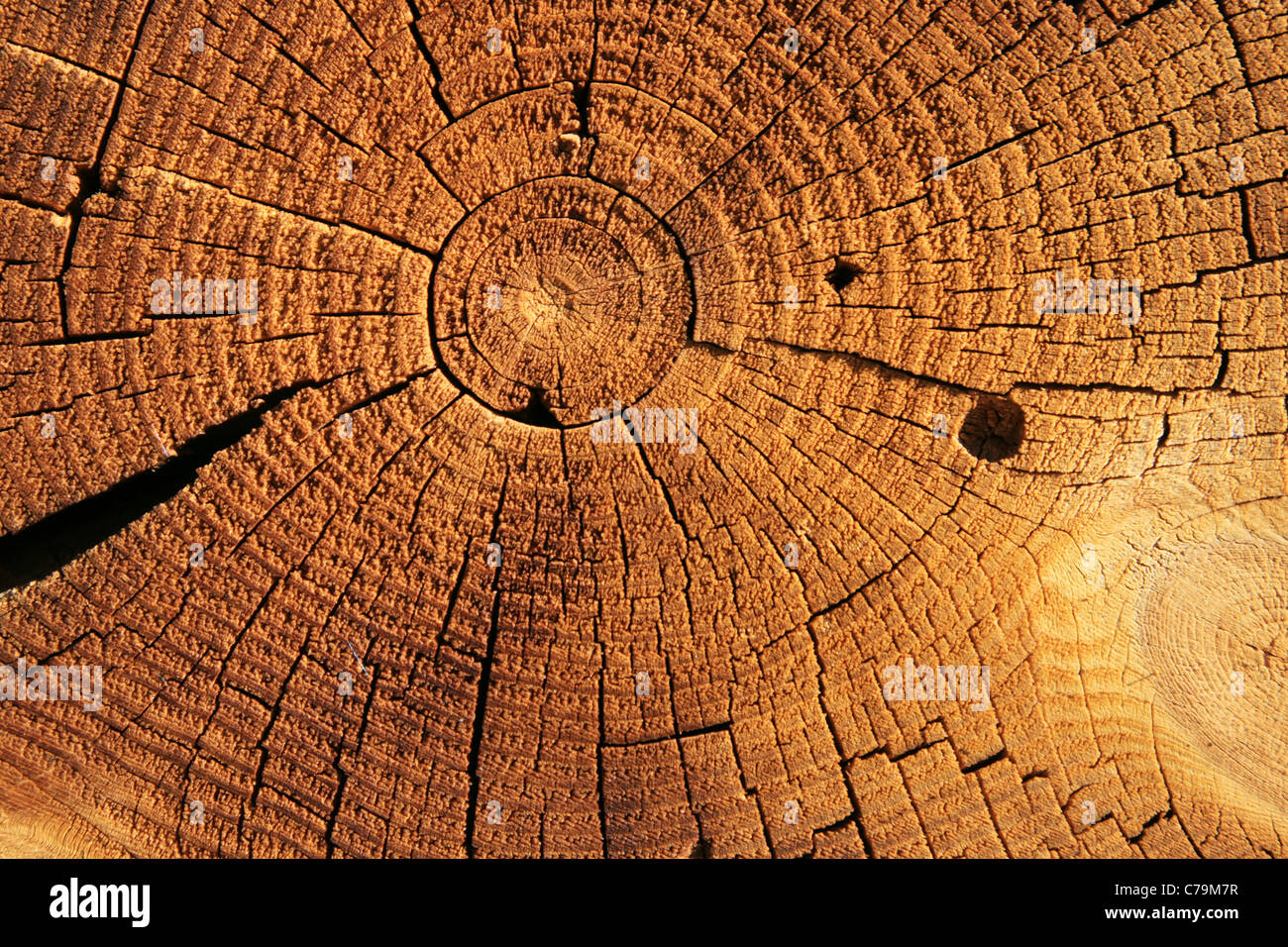 growth rings on the end of a brown sawed log Stock Photo