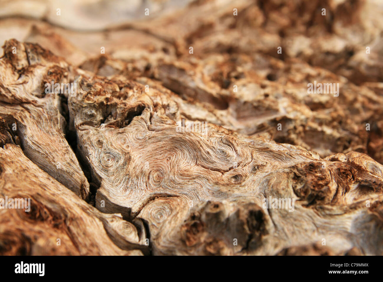 twisted cottonwood burl wood grain with shallow depth of field Stock Photo