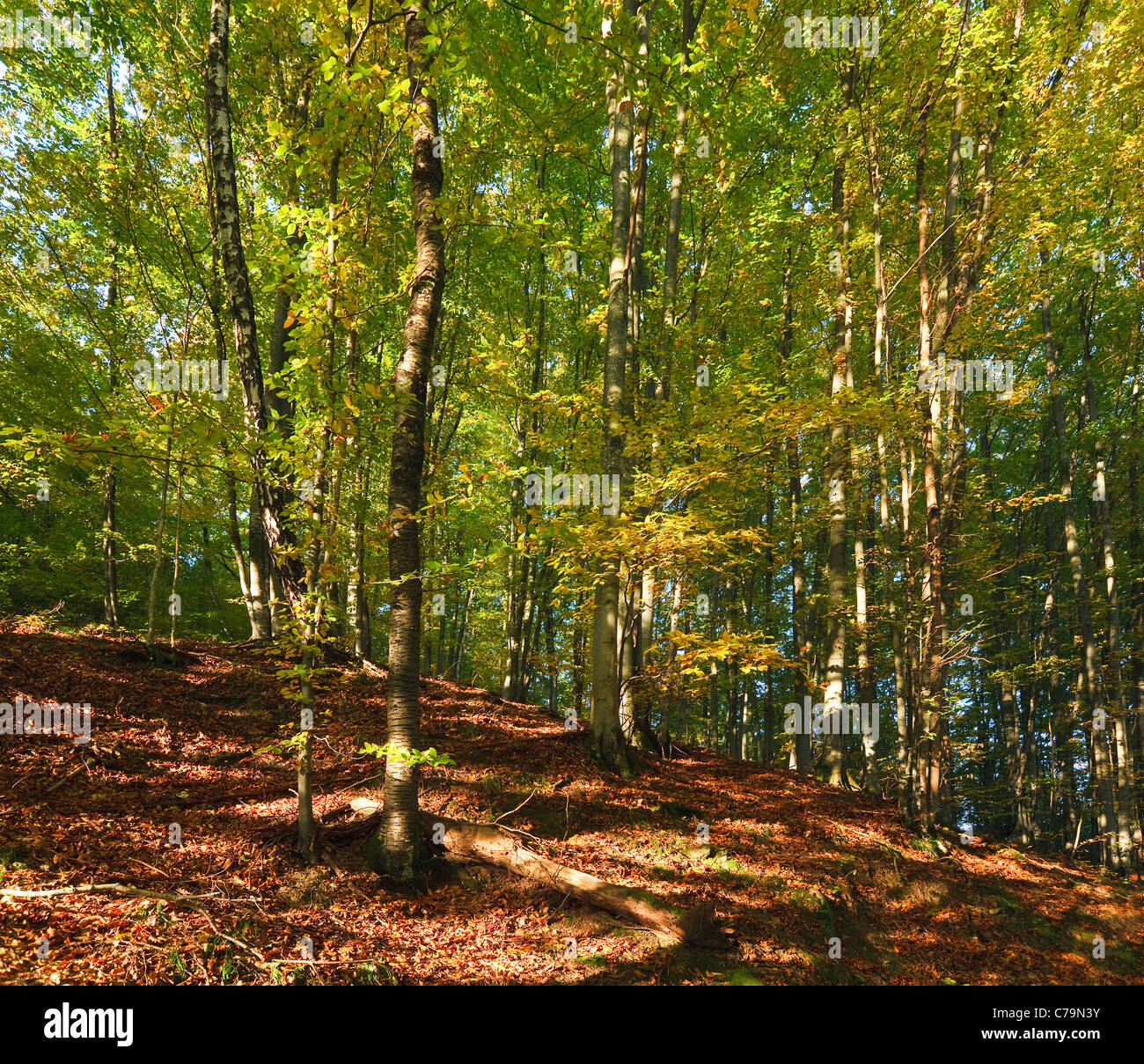First autumn yellow foliage in sunny mountain beech forest Stock Photo