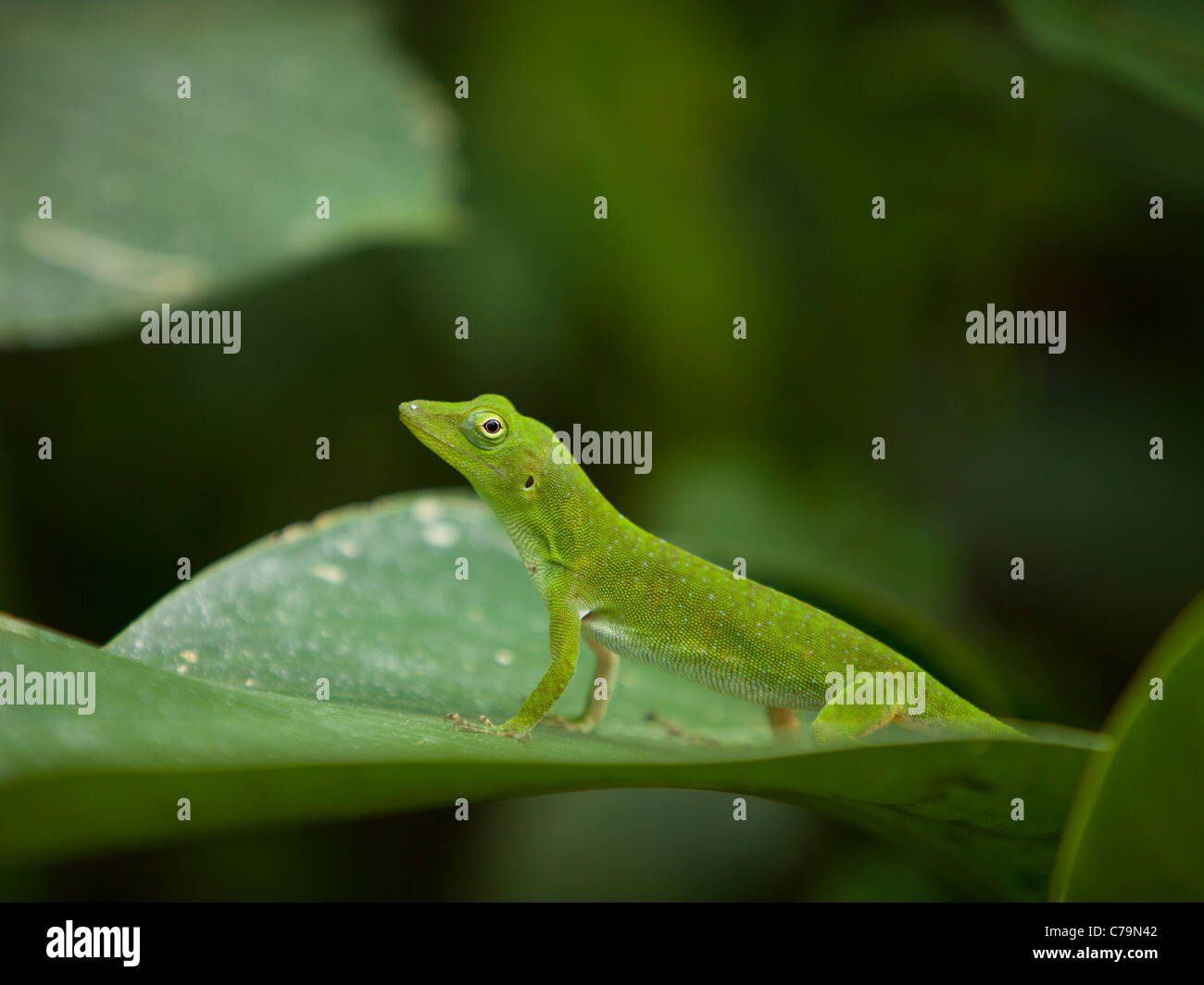 Costa Rica, Close up view of small green lizard Stock Photo