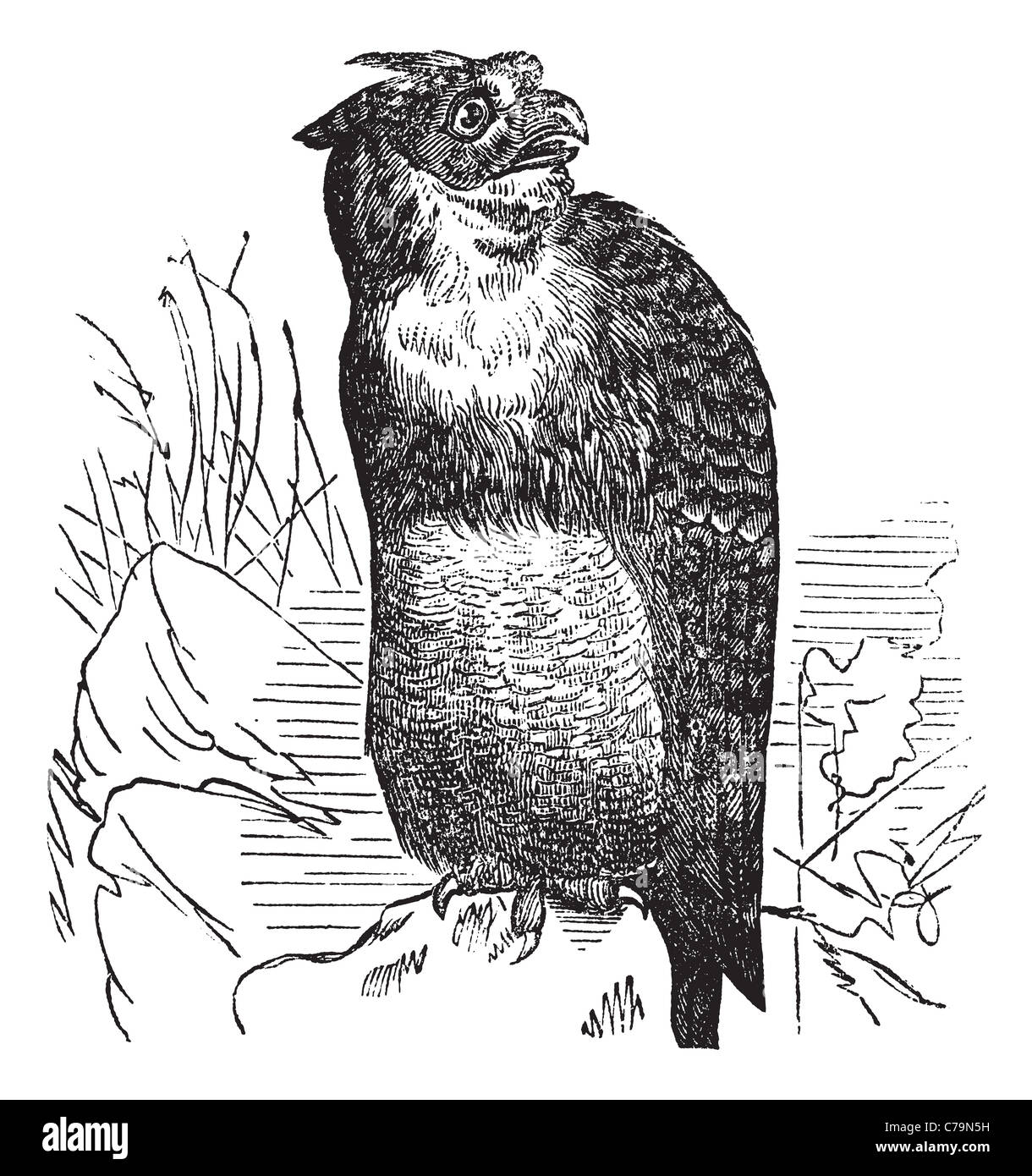 Great Horned Owl or Tiger Owl or Bubo virginianus, vintage engraving. Old engraved illustration of a Great Horned Owl. Stock Photo