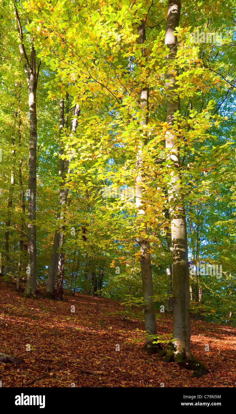 First autumn yellow foliage in sunny mountain beech forest Stock Photo