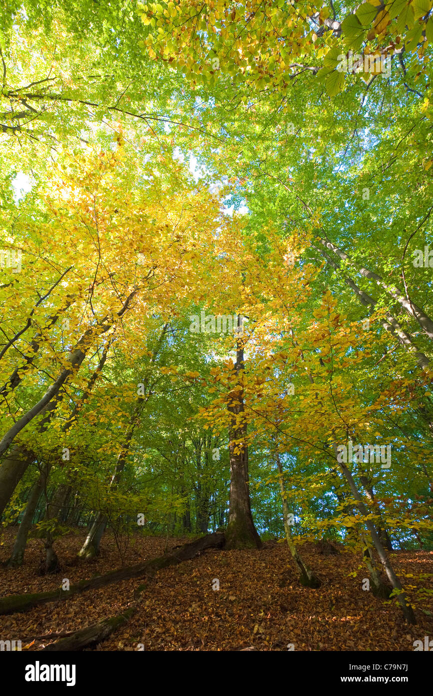 First autumn yellow foliage in sunny mountain beech forest Stock Photo