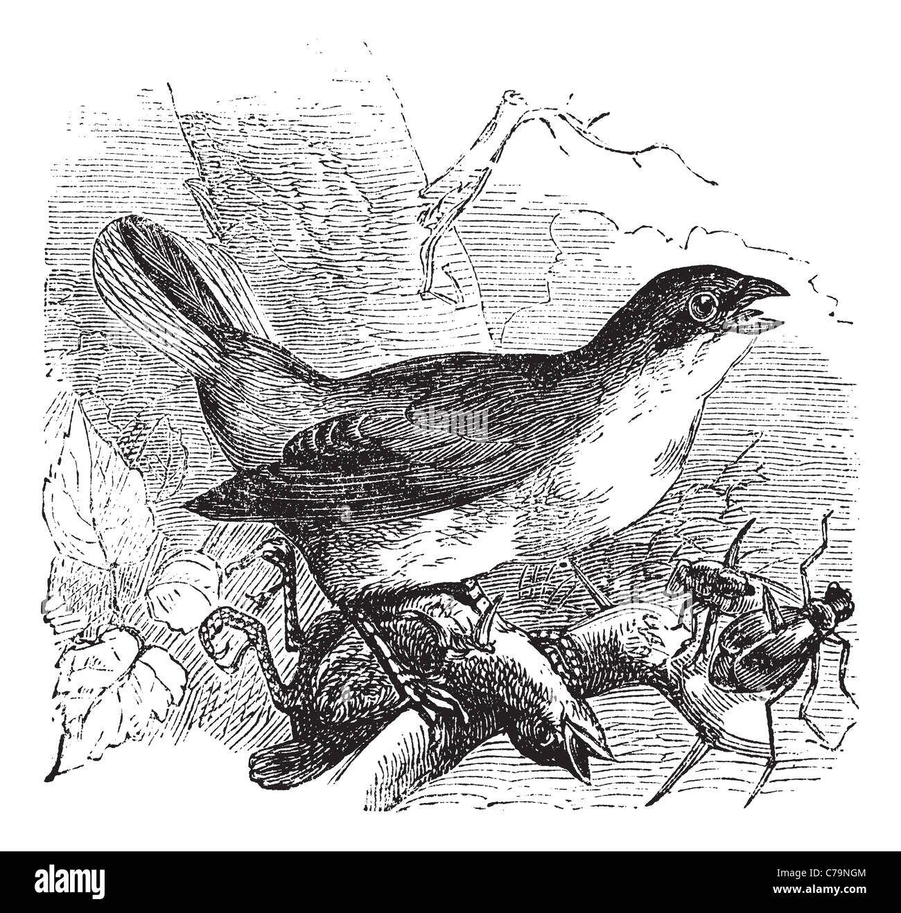 Red-backed Shrike, vintage engraving. Old engraved illustration of a Red-backed Shrike preying on another bird. Stock Photo