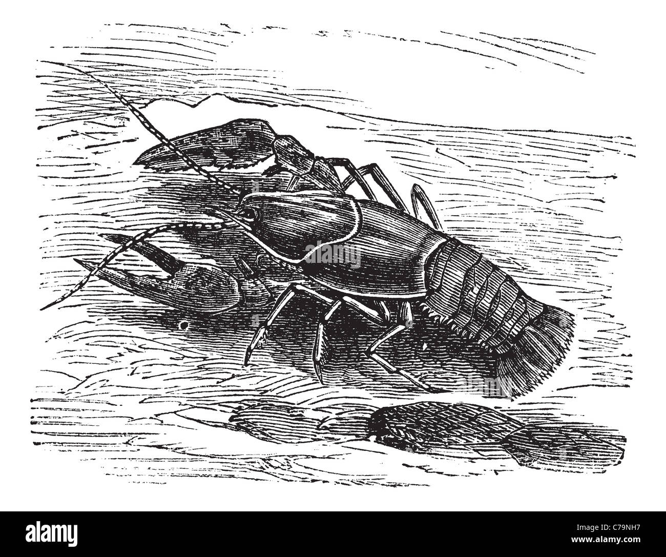 Lobster or Crayfish or Astacus sp., vintage engraving. Old engraved illustration of a Lobster. Stock Photo