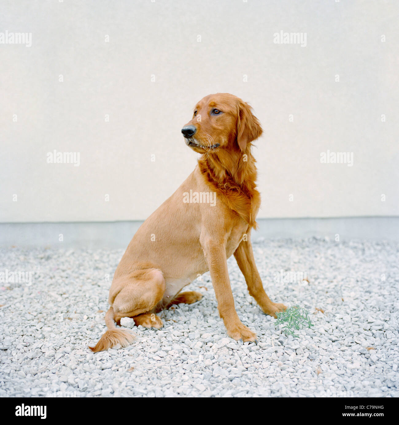 USA, Utah, Salt Lake City, Half shaved Golden Retreiver portrait Stock Photo