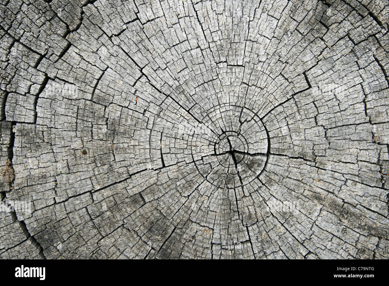 growth rings and radial splits on the end of a sawn log Stock Photo