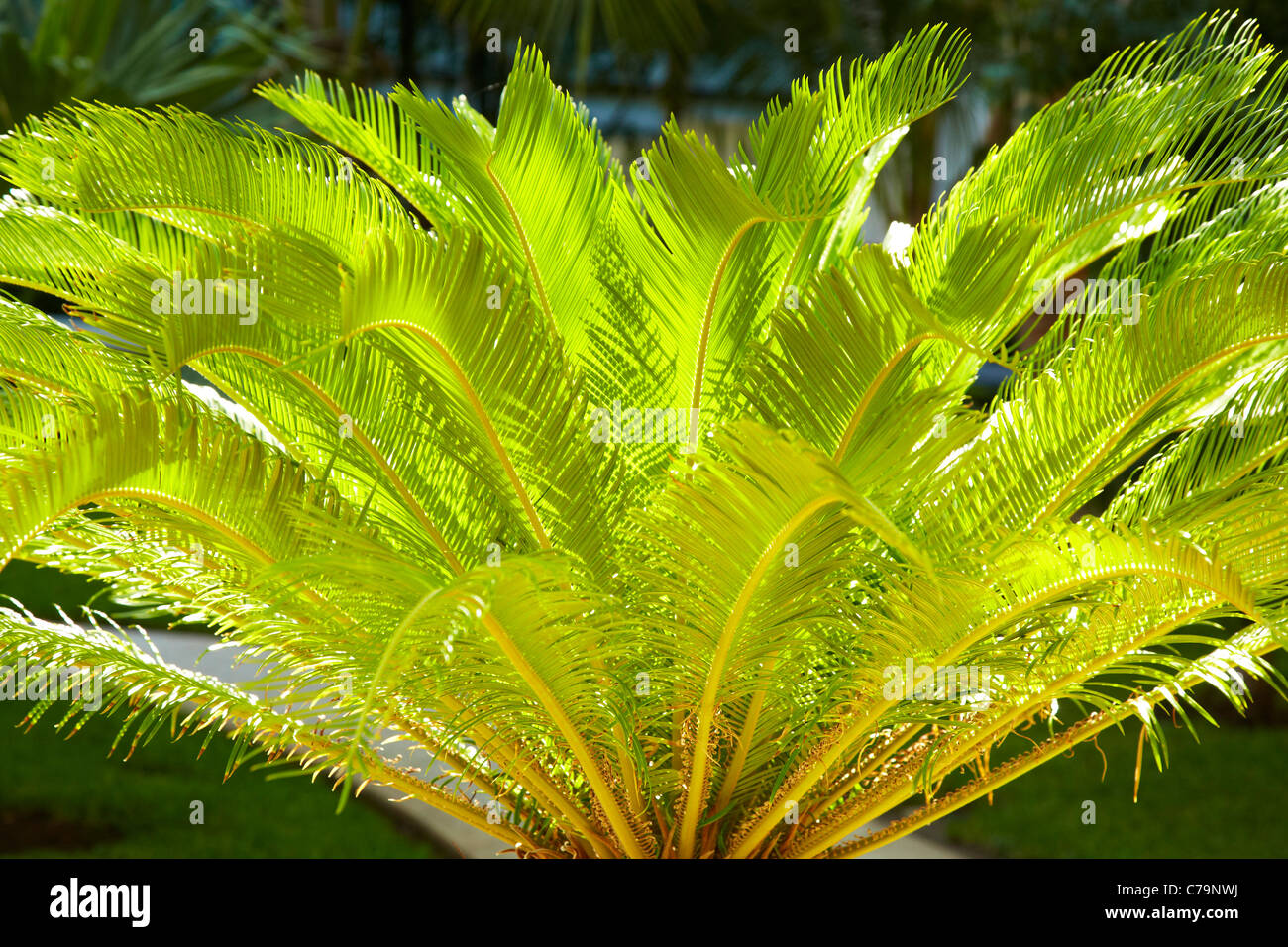 Palm leaves Stock Photo