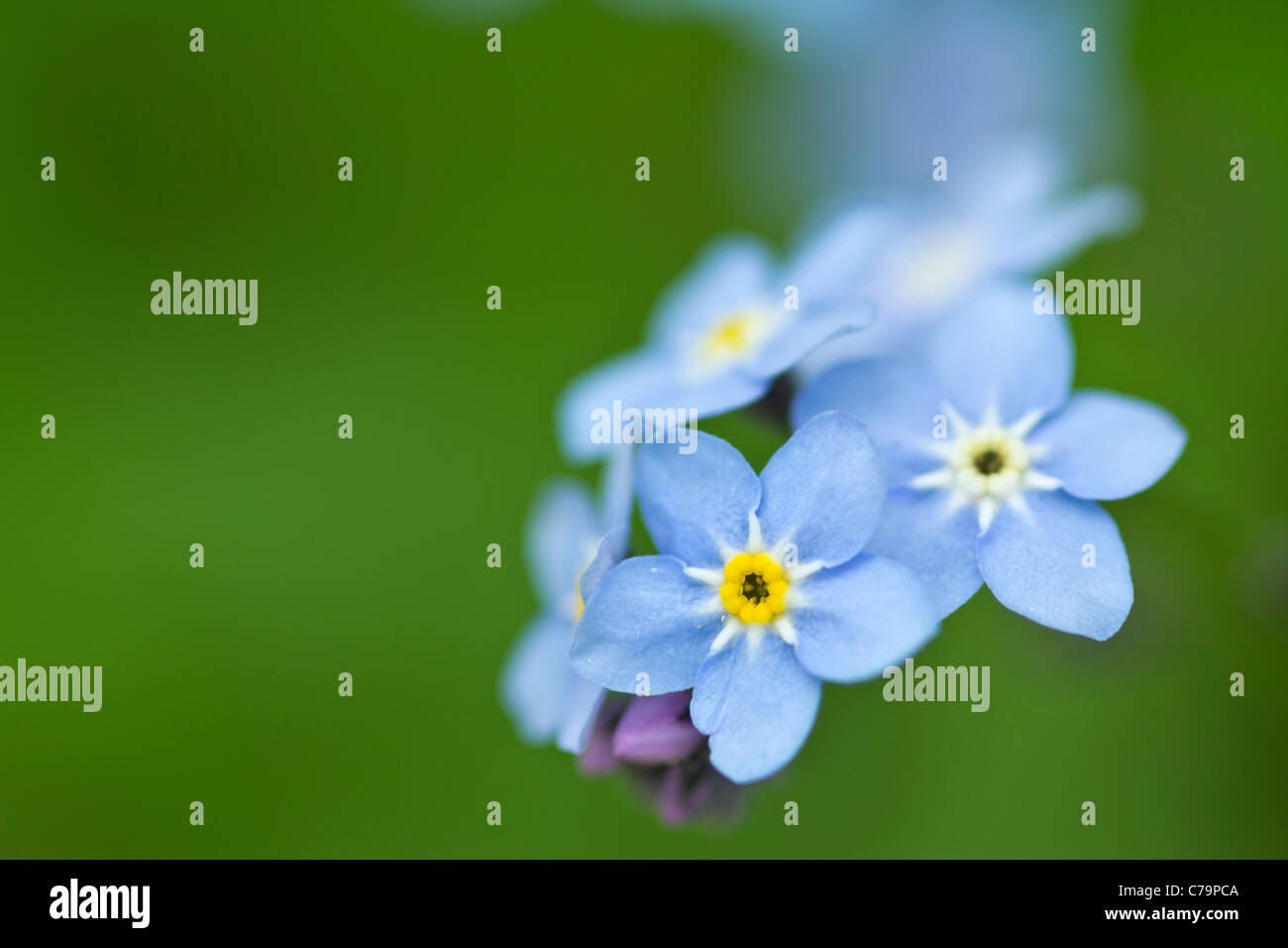 me not Stock Photo Alamy