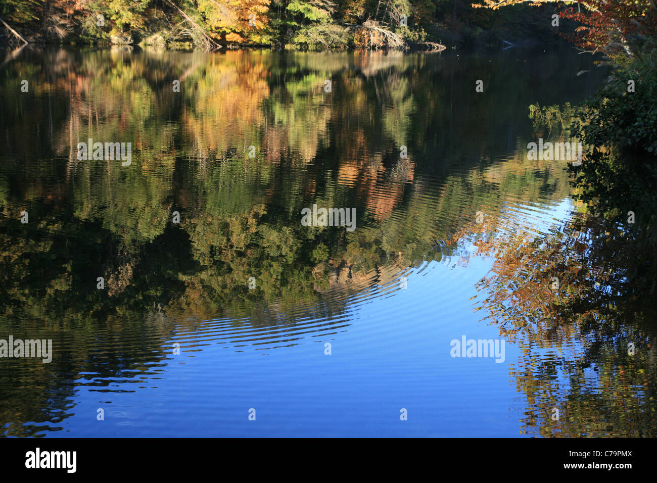 reflection of early fall trees in a lake with circular ripples Stock Photo