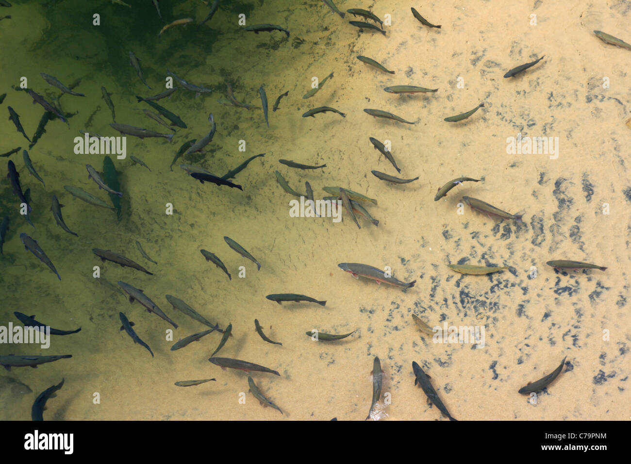 rainbow trout in the Sinks Canyon Rise, Wyoming Stock Photo