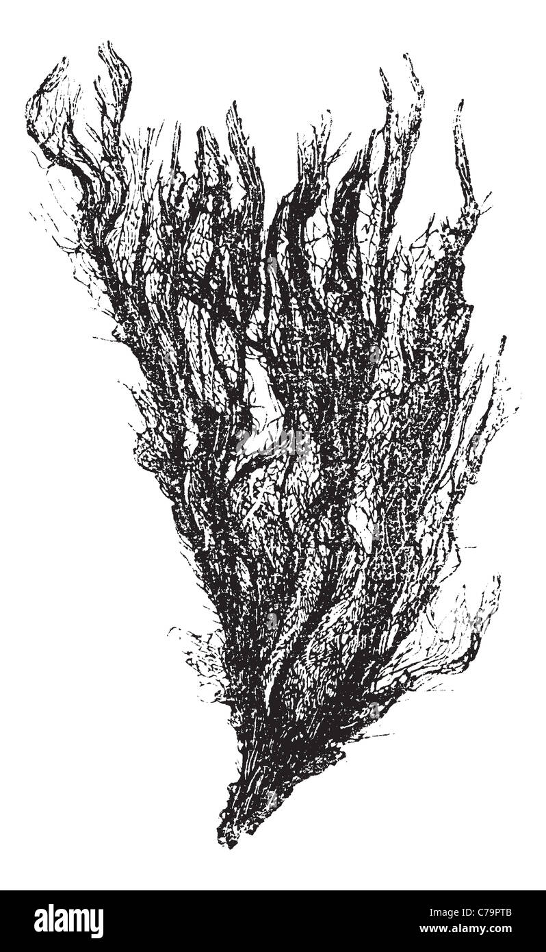 Gutweed and Grass Kelp or Ulva intestinalis, vintage engraving. Old engraved illustration of a Gutweed. Stock Photo