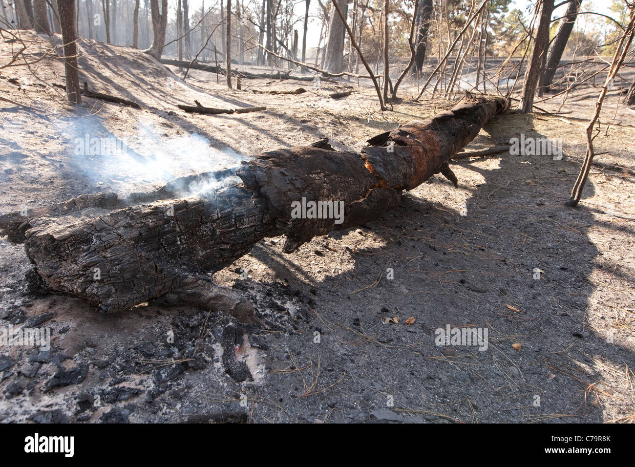 Smoke on burned down tree in Bastrop, Texas after massive wildfires