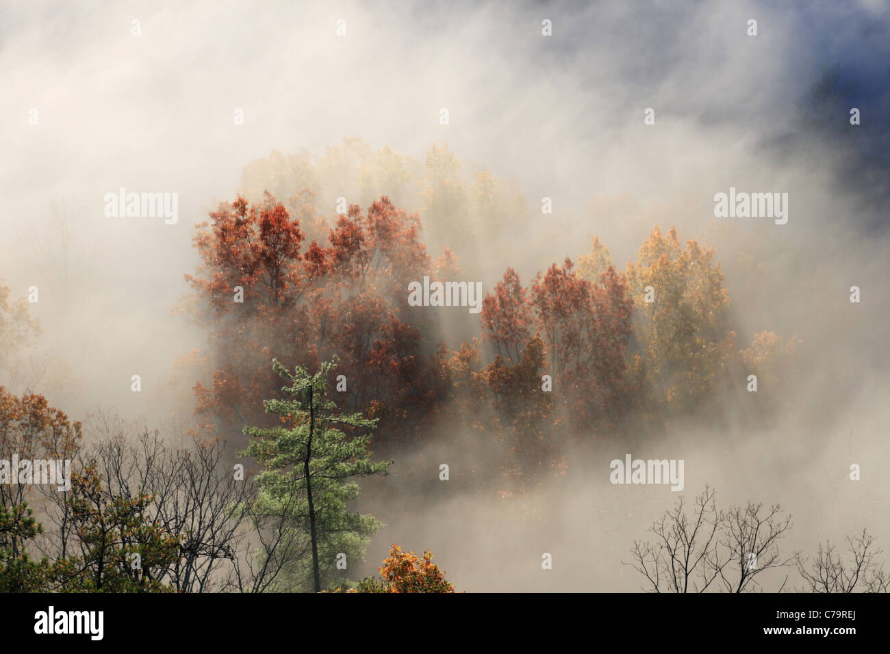 autumn tree tops from above shrouded in fog with early morning light casting shadows Stock Photo