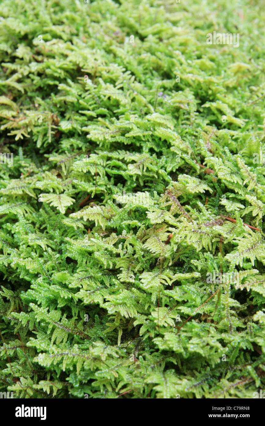 vertical image of green moss for background Stock Photo