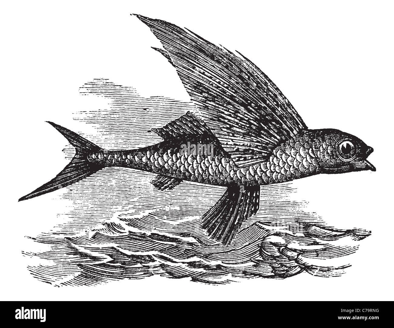 Flying Fish or Exocoetidae, vintage engraving. Old engraved illustration of a Flying Fish. Stock Photo