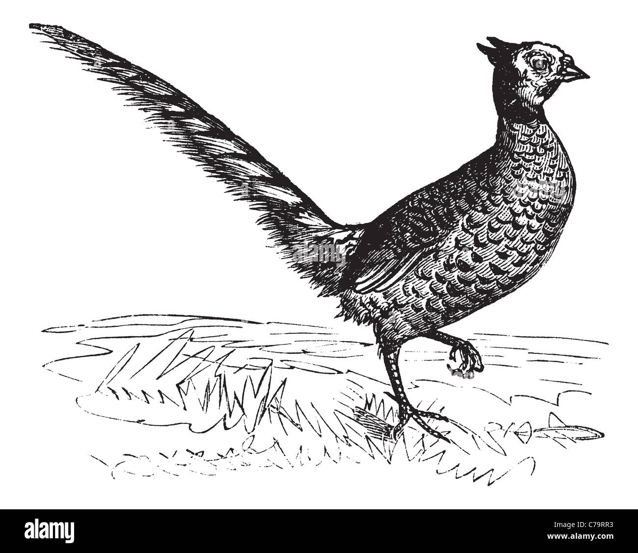 Common Pheasant or Phasianus colchicus, vintage engraving. Old engraved illustration of a Common Pheasant. Stock Photo