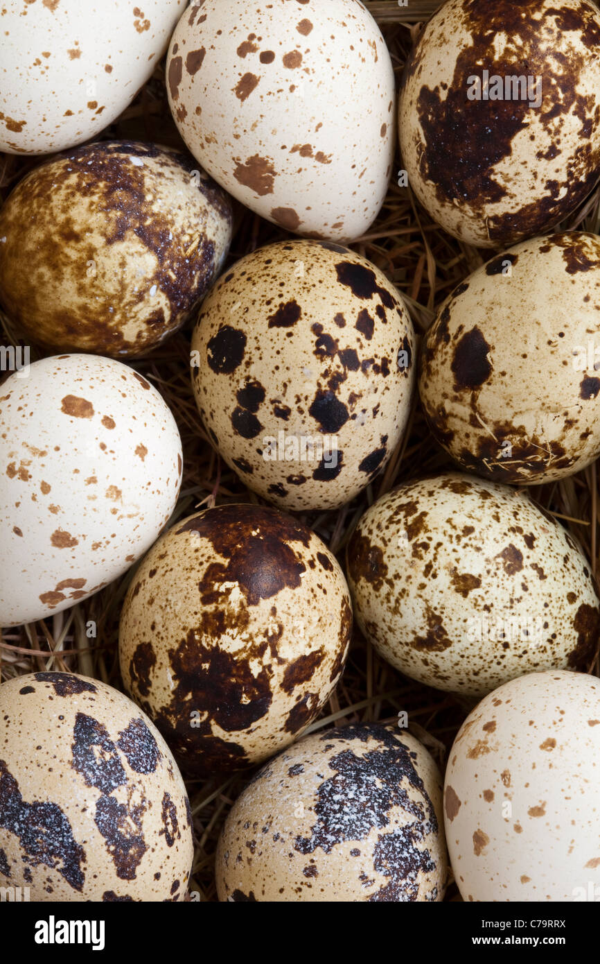 A selection of quail's eggs with differing patterns on a bed of straw Stock Photo