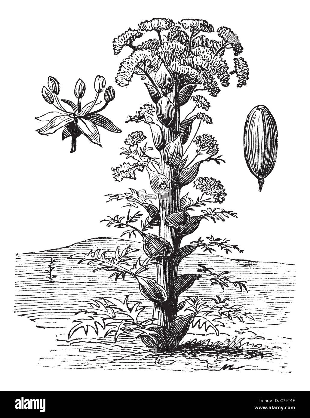 Ferula Roots Ferula or Ferula sp., vintage engraving. Old engraved illustration of a ...