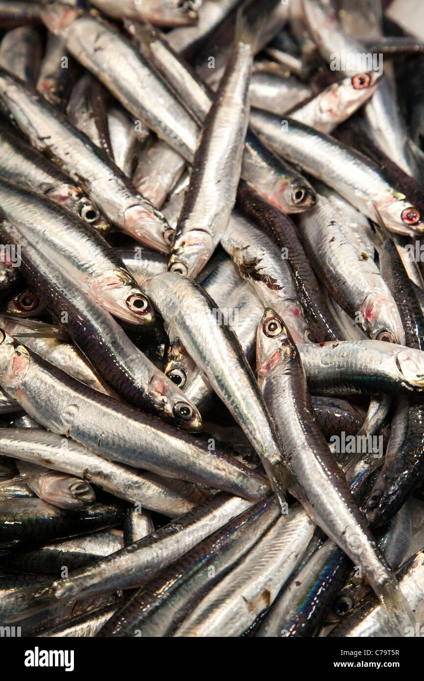 Anchovy sold in a market, Barcelona, Spain Stock Photo Alamy