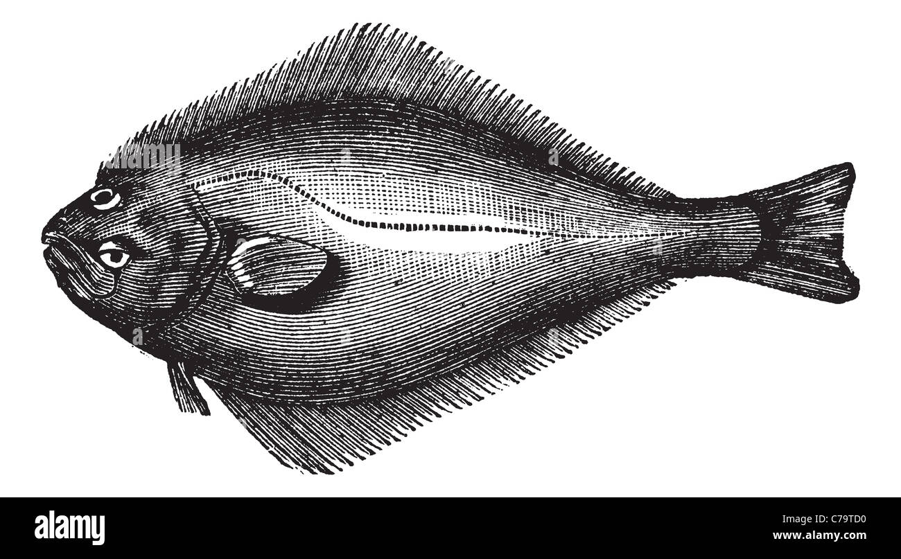 Drawing halibut hires stock photography and images Alamy
