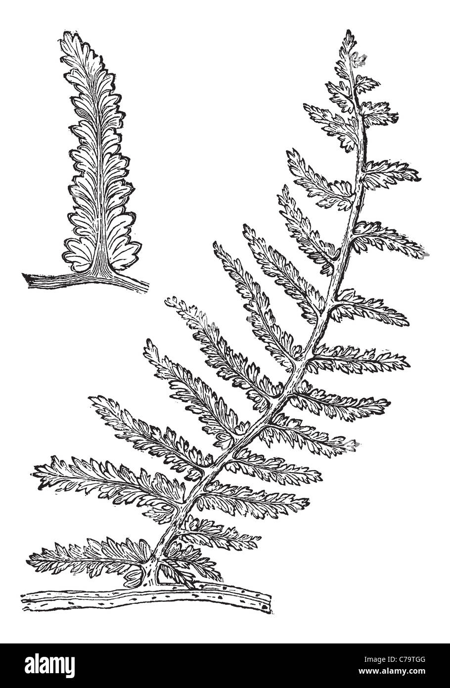 Sphenopteris, vintage engraving. Old engraved illustration of Sphenopteris, an extinct seed fern. Stock Photo