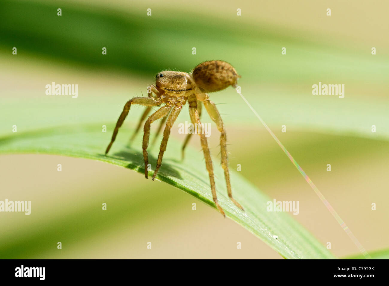 Spider spinning and spiderweb with spider silk, closeup Stock Photo