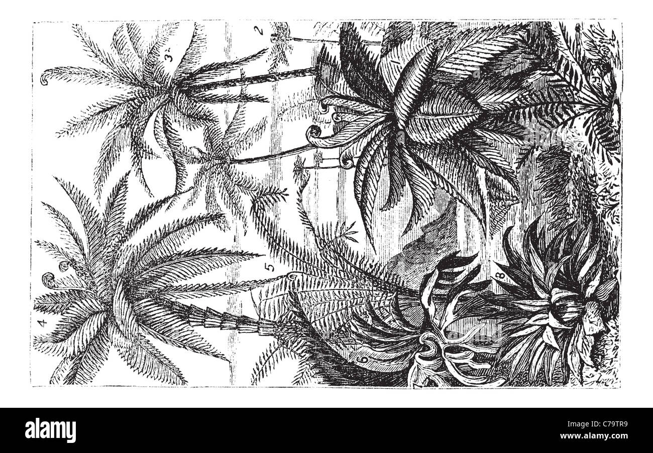 Arborescent Ferns during the Carboniferous Period, vintage engraved illustration. Trousset encyclopedia (1886 - 1891). Stock Photo