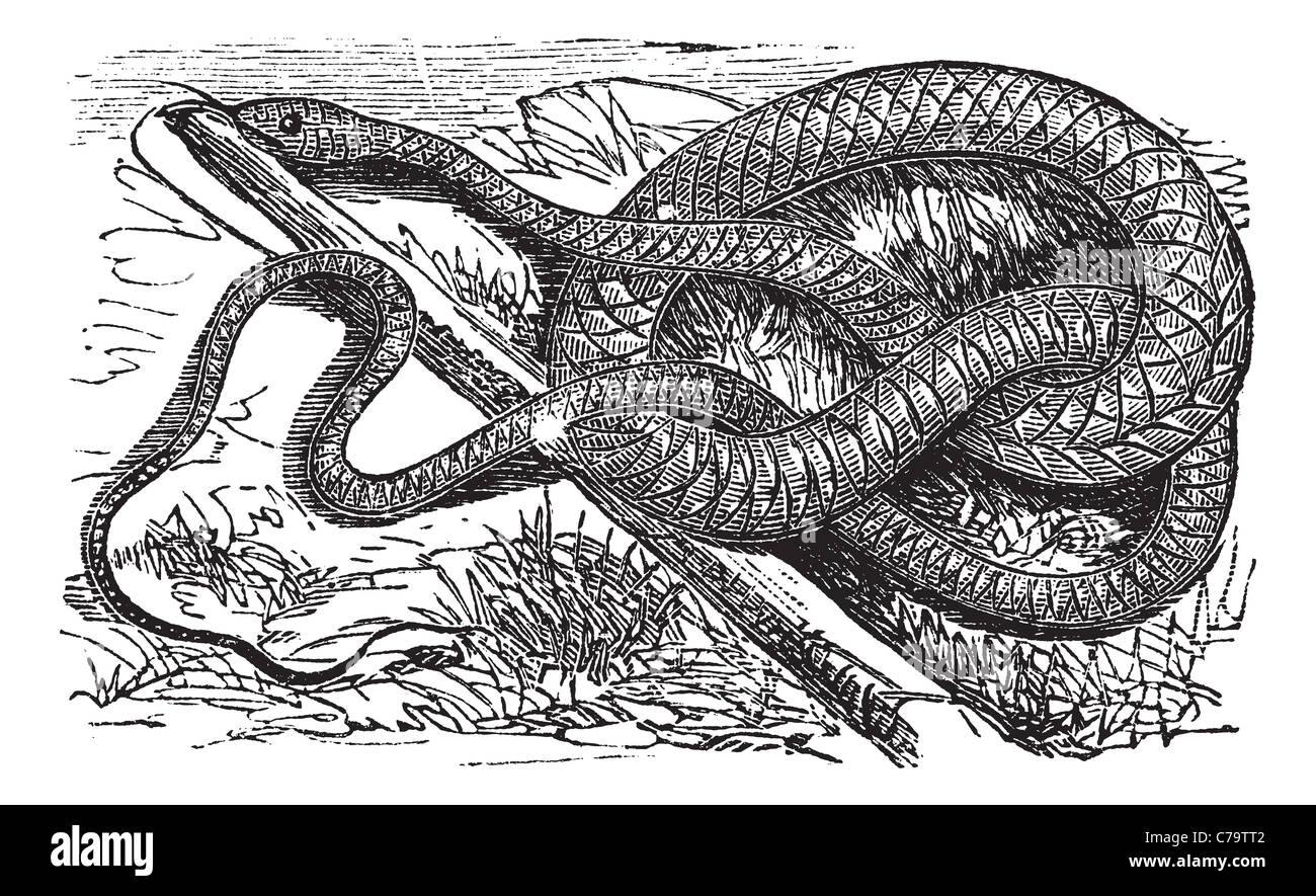 Whipsnake or Coachwhip or Masticophis flagellum, vintage engraving. Old engraved illustration of a Whipsnake. Stock Photo