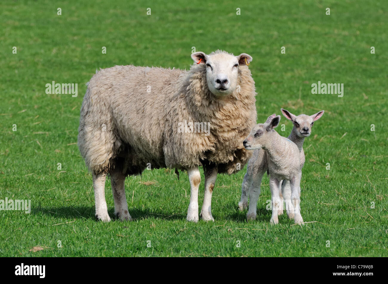 Sheep and lambs in a field in Scotland, UK Stock Photo