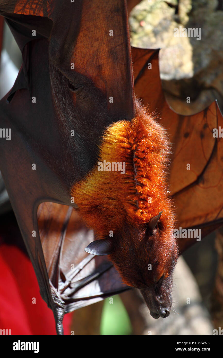 Bat in Bali Island Stock Photo Alamy