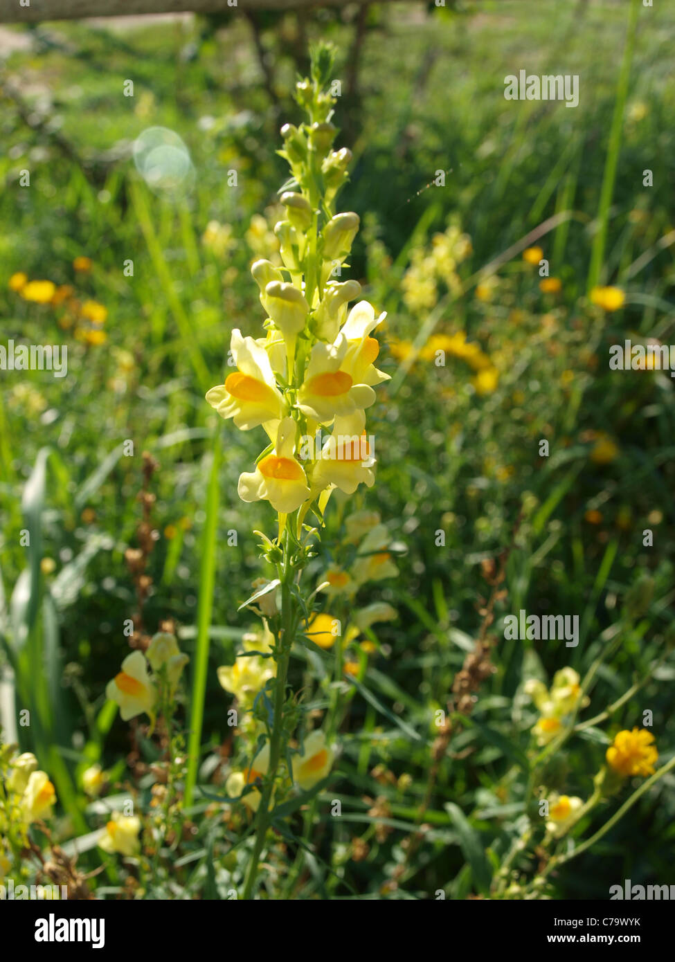 Linaria alpina .yellow flower close up on a sunny autumn day Stock Photo