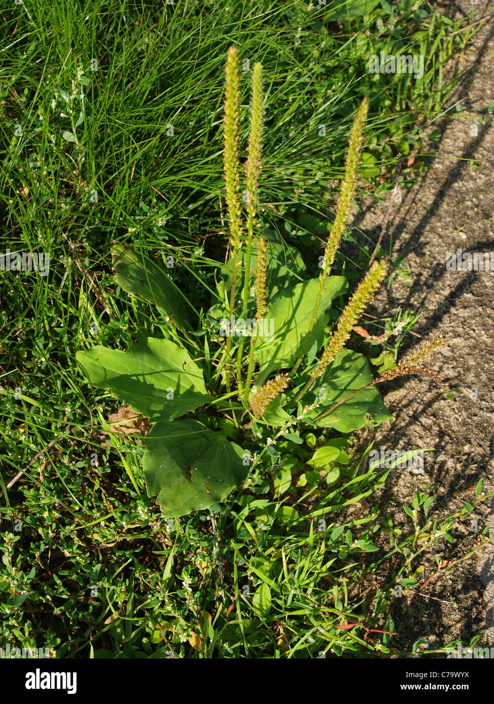 Plantágo májor goose-grass plantain Stock Photo