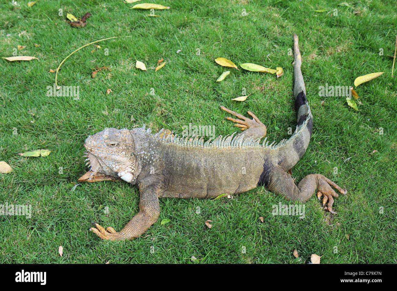 Land iguana on the grass in Guayaquil, Ecuador Stock Photo