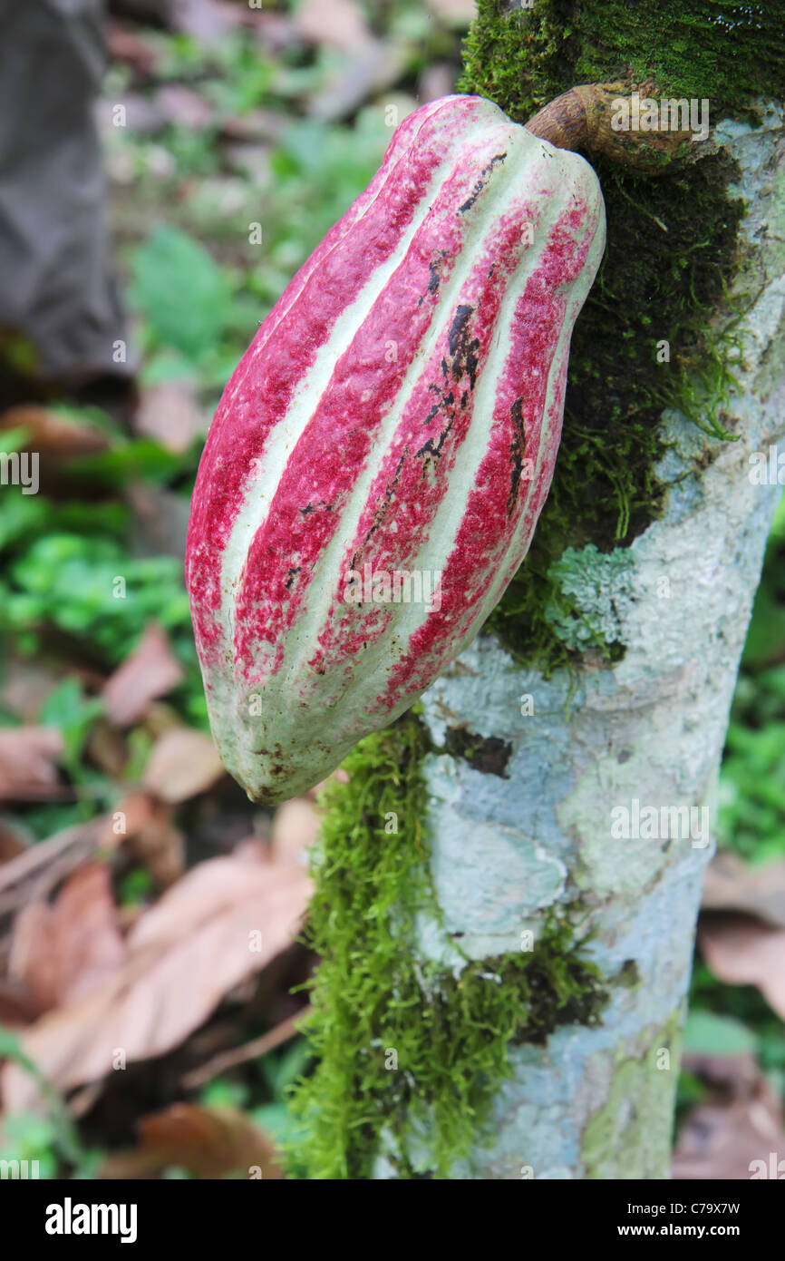 Green and red pod of Arriba cacao on a tree in Ecuador Stock Photo