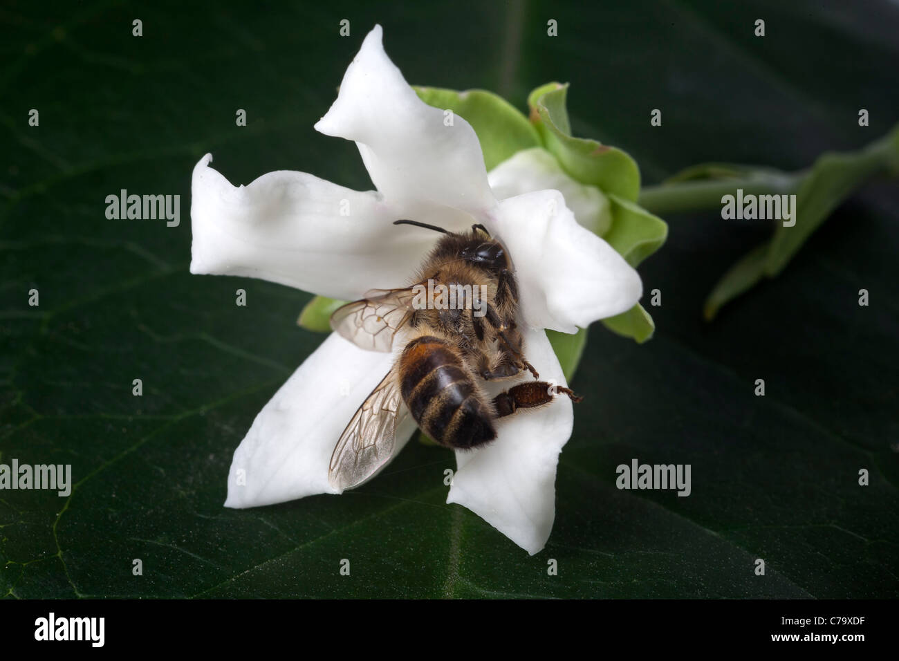 A bee dead from exhaustion after being trapped by a Cruel Vine (Araujia sericifera) flower. Stock Photo