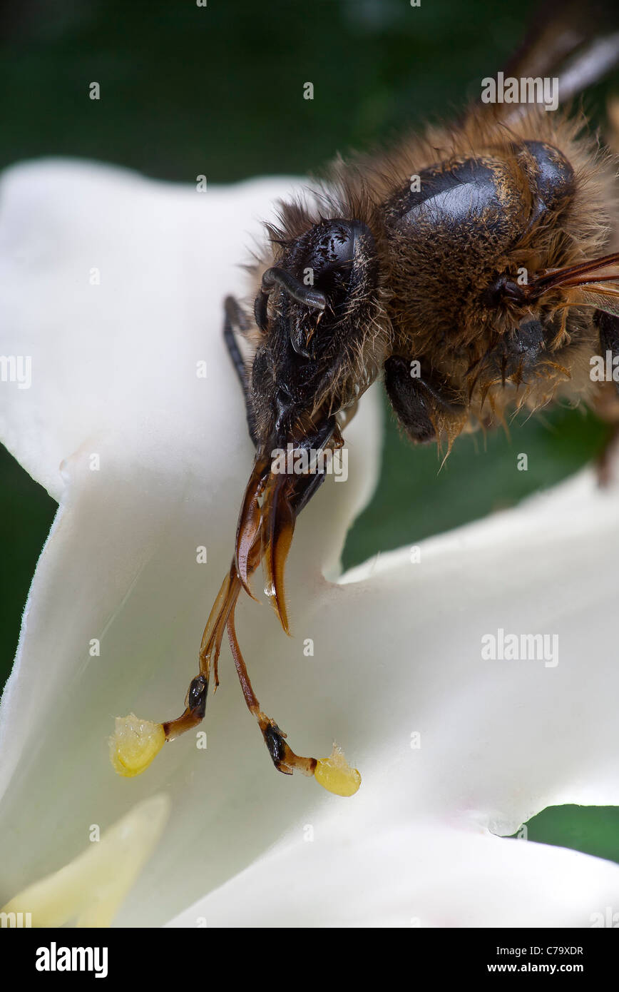 A bee (Apis mellifera) dead from exhaustion after being trapped by a Cruel Vine flower (Araujia sericifera). Stock Photo