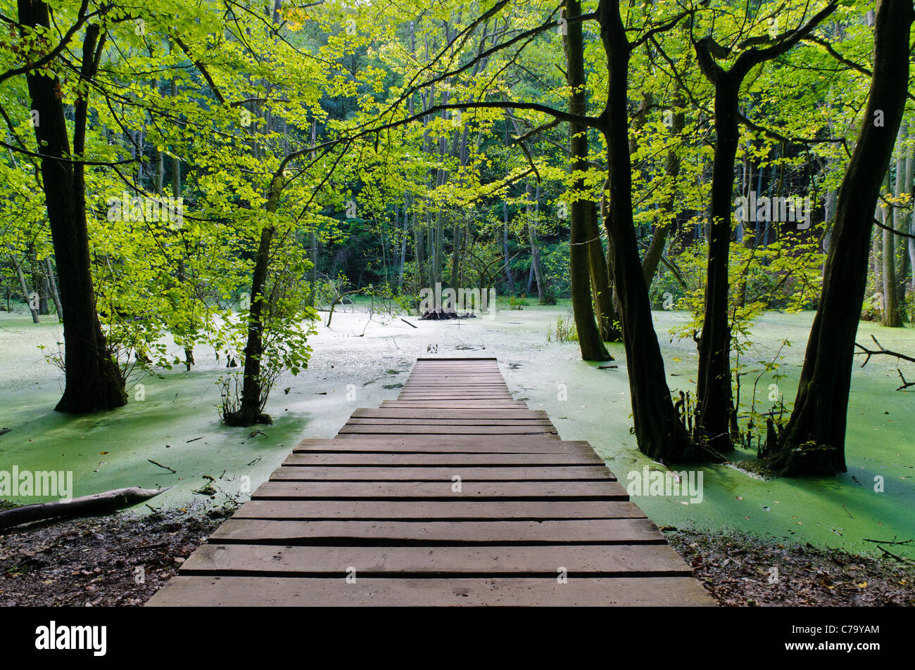 Wooden walkway over wetlands in Jasmund National Park, Isle of Ruegen