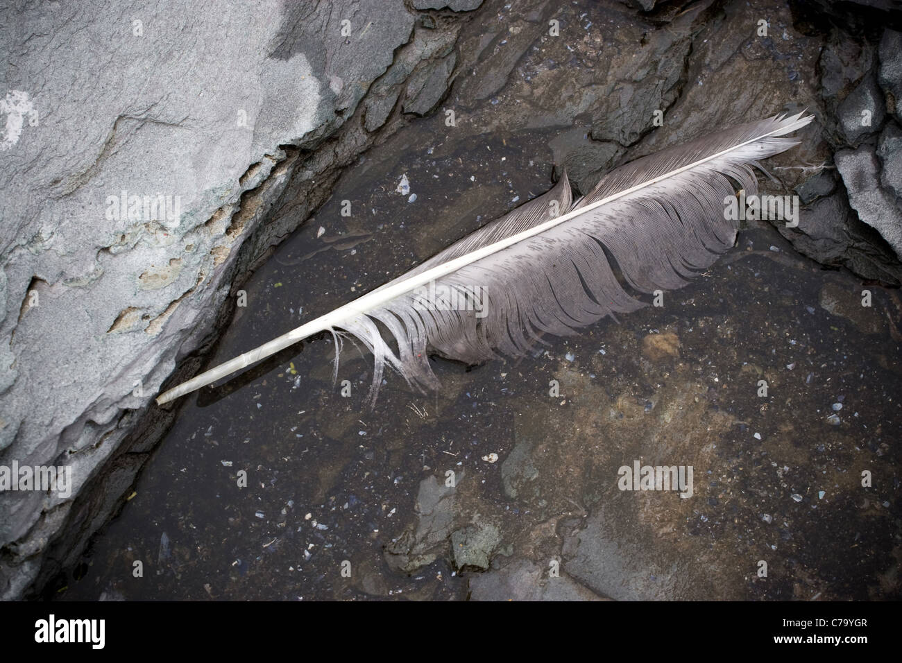 A single seagull feather sitting in a shallow puddle of water on the rocks. This makes a great beach background. Stock Photo