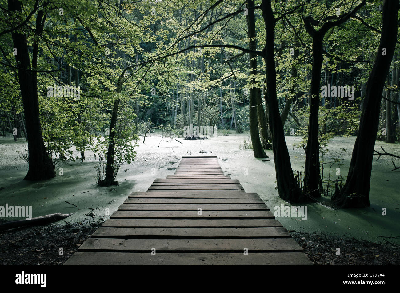 Wooden walkway over wetlands in Jasmund National Park, Isle of Ruegen
