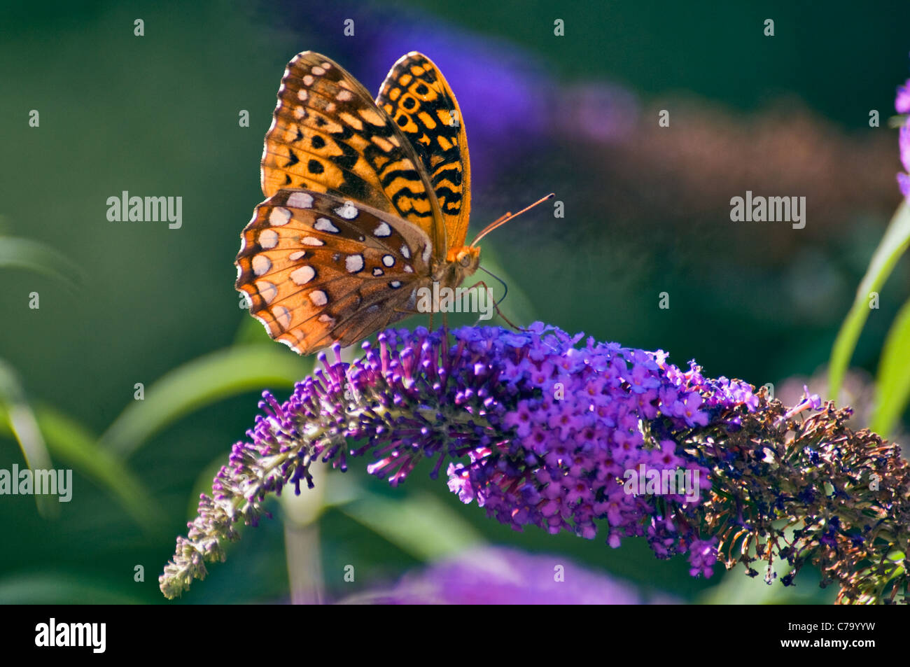Aphrodite Butterfly on Butterfly Bush in Floyd County, Indiana Stock