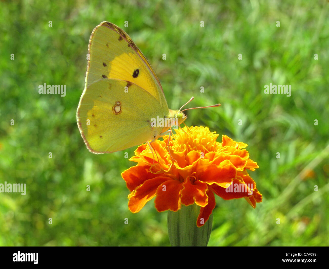 yellow butterfly (brimstone) on flower (marigold) Stock Photo
