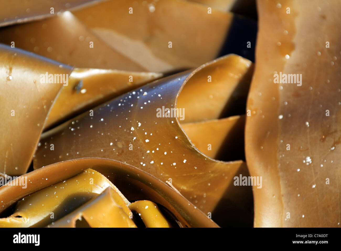 Kelp blades on a beach in the Western Cape Province of South Africa