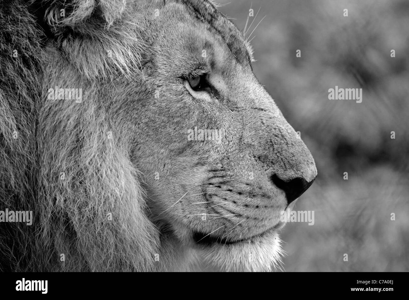 Profile of male lion (Panthera leo) in Tygerberg Zoo near Cape Town ...