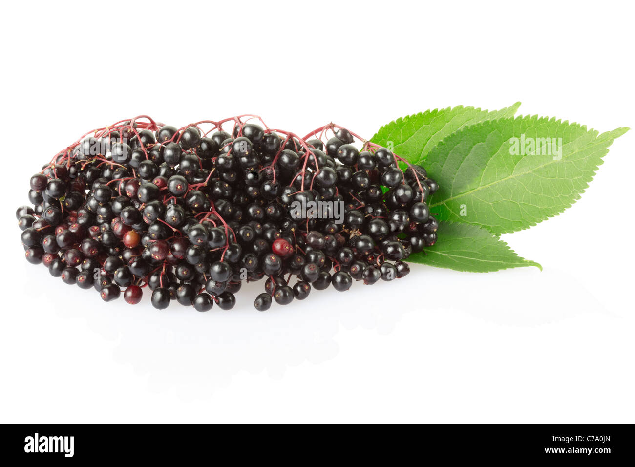 Elderberry with leaves Stock Photo