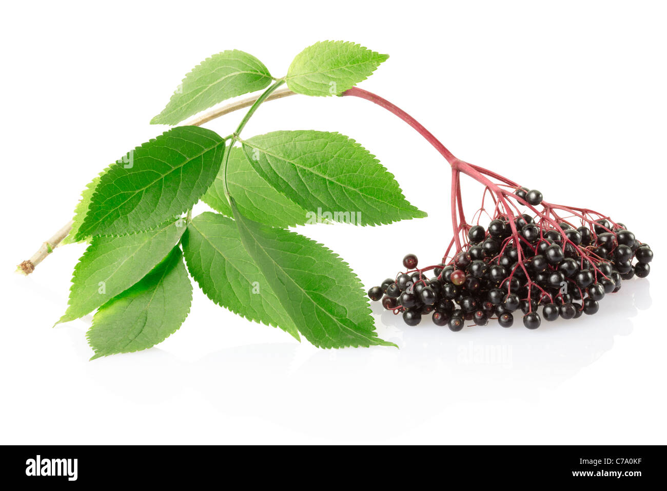Elderberry, sambucus nigra branch Stock Photo